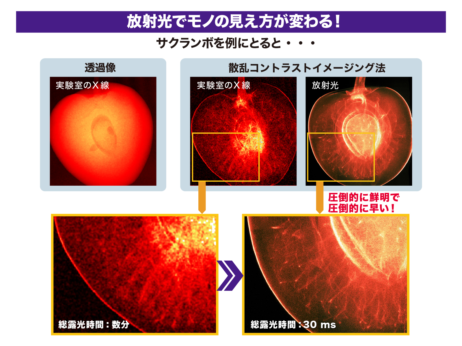 サクランボの見え方_v3.jpg